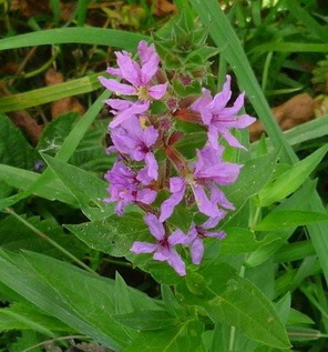 photo1