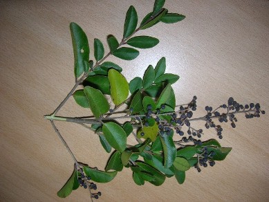 photo1