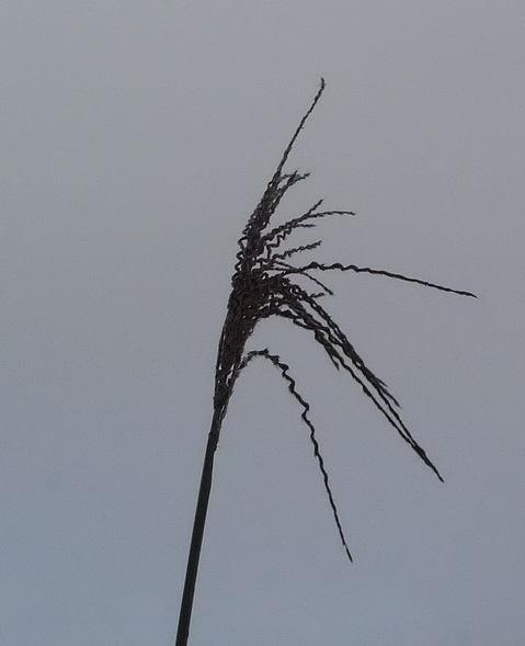 photo1