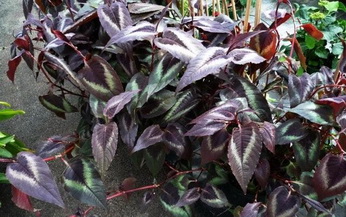 photo2