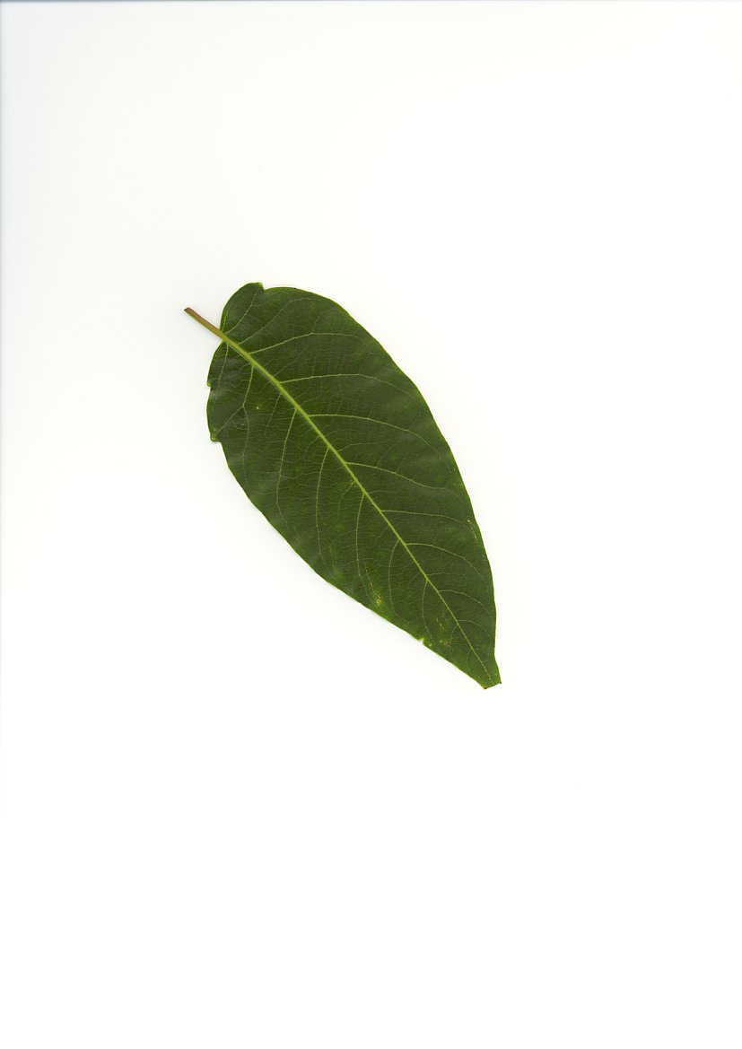 photo1