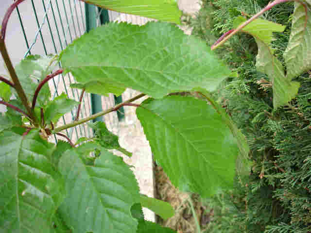 photo1