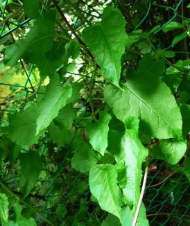 photo1