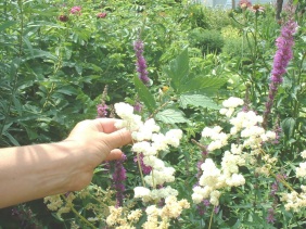 photo1