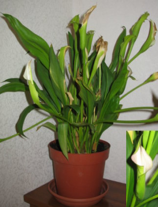 photo1