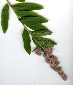 photo1