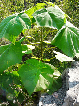 photo1