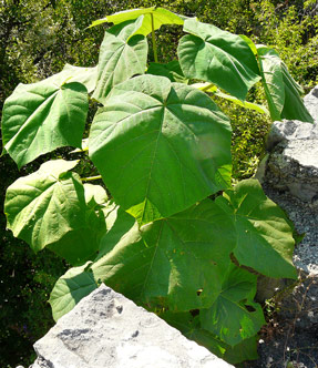 photo2