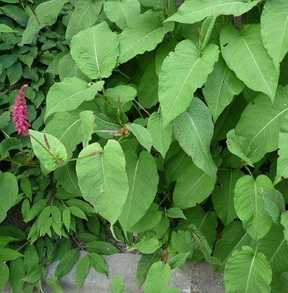 photo2