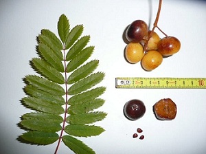 photo1