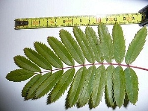 photo2