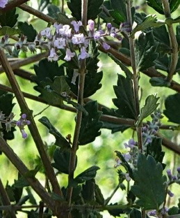photo2