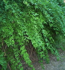 photo1