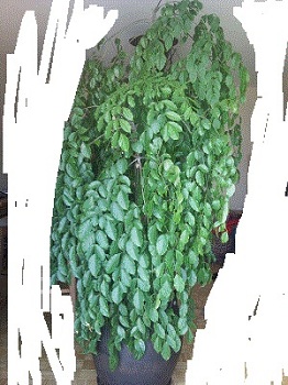 photo1