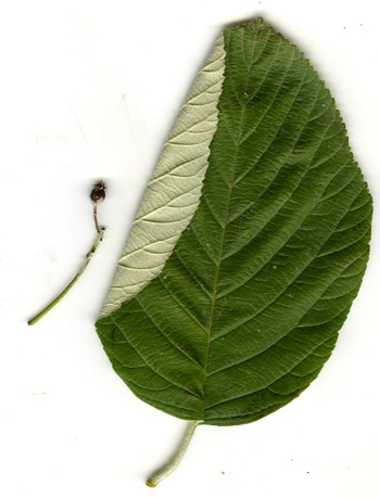 photo1