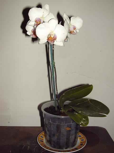 photo2