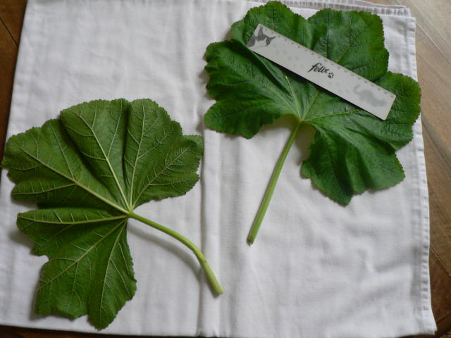 photo1