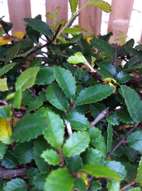 photo2