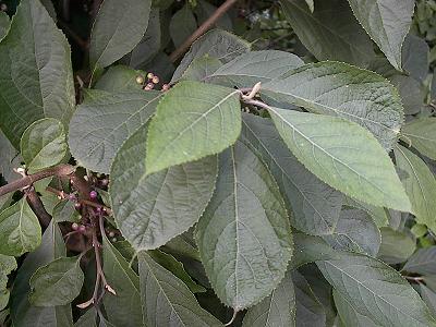 photo1