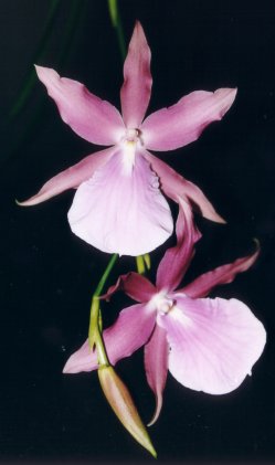 photo1