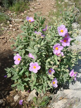 photo1