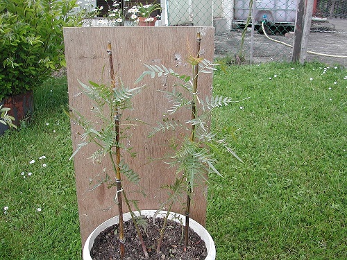 photo2