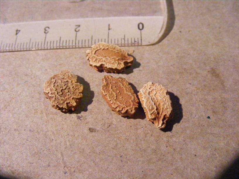 photo1