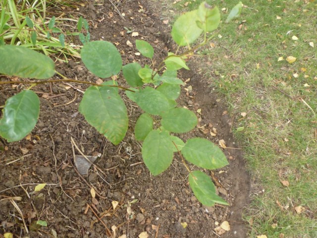 photo1