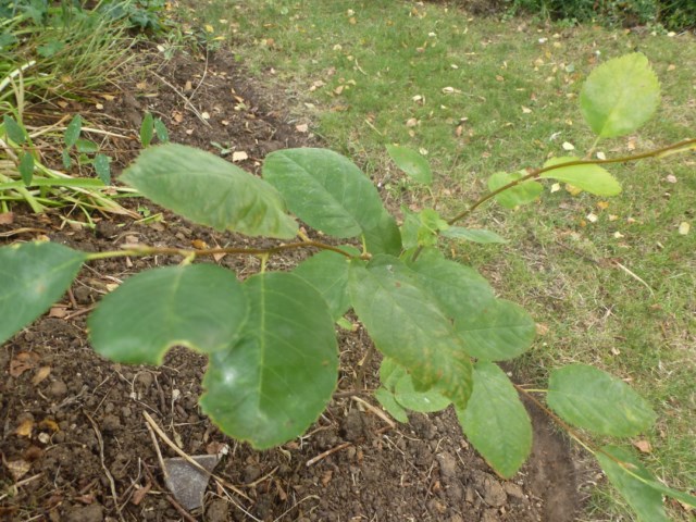 photo2