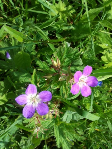 photo1
