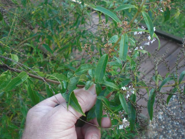 photo1