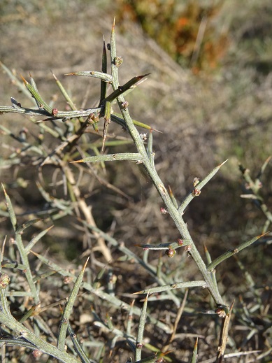 photo2