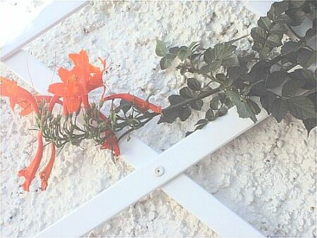 photo1
