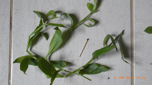 photo1