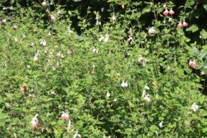 photo2