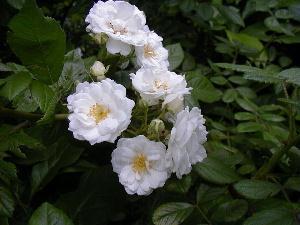 photo1