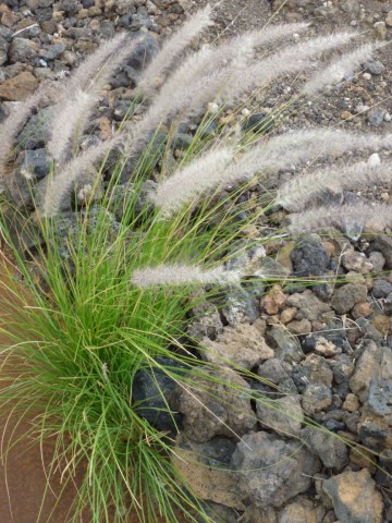 photo1