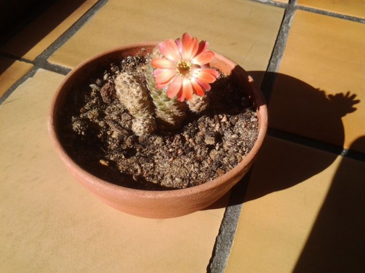 photo1