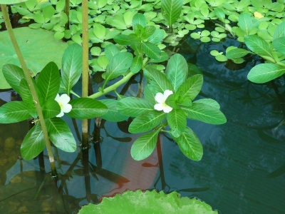 photo1
