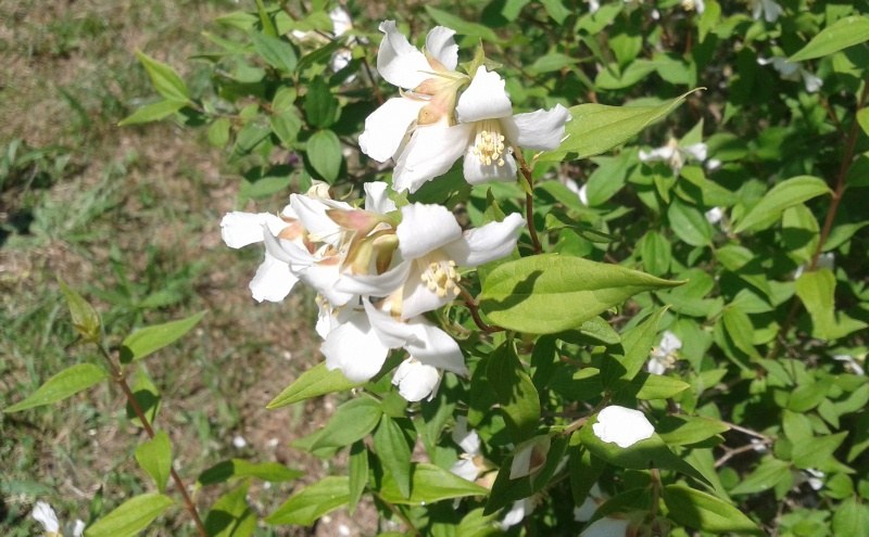 photo1