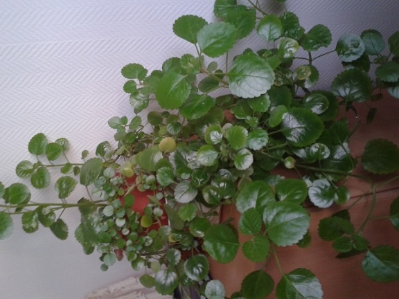 photo1