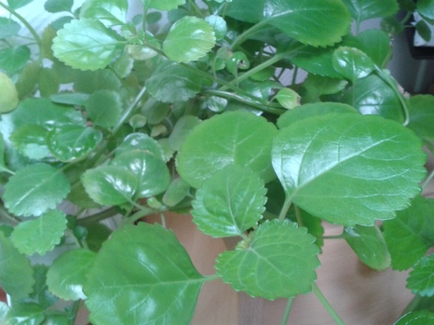 photo2