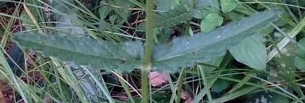 photo2