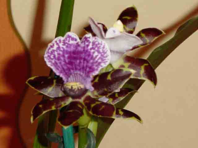 photo1
