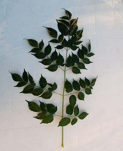 photo1