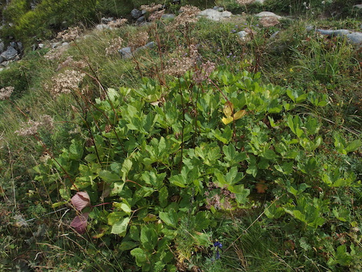 photo1