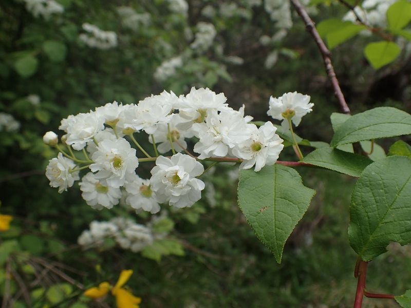 photo1