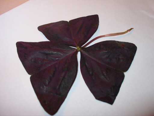 photo1
