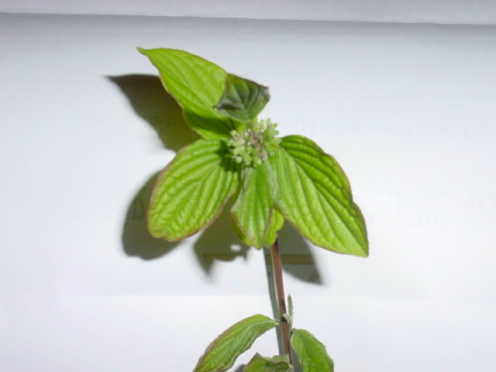 photo1