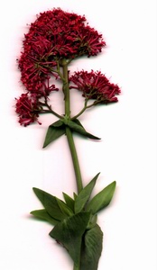 photo1
